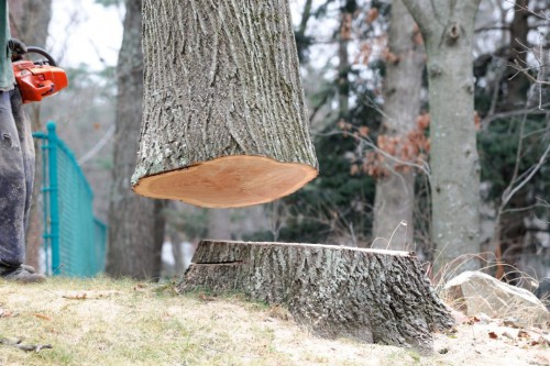 Tree-Stump-Removal-Adelaide.jpg