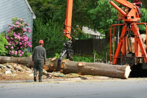 Tree-Removal-Adelaide-South.jpg