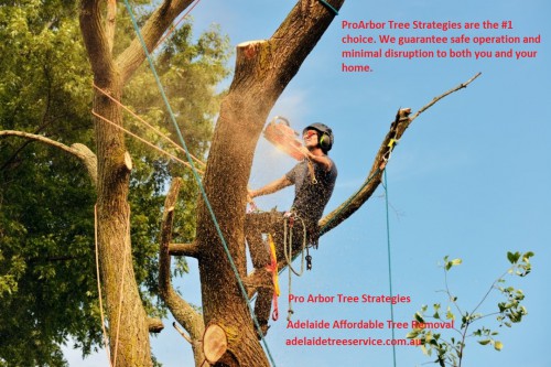 adelaide-affordable-tree-removal-001.jpg