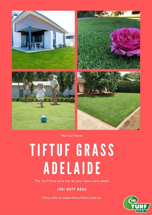 Tiftuf-Grass-Adelaide.jpg